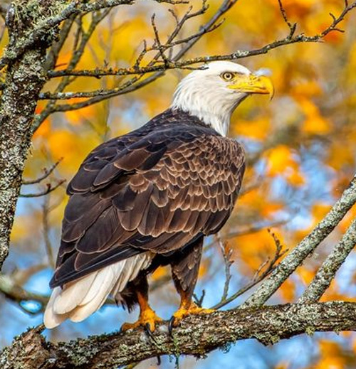 Bald Eagle