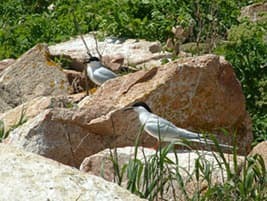 Roseate Terns Nesting Sites