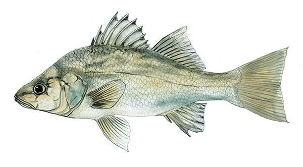 White Perch