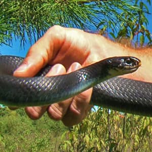 Reptiles & Amphibians