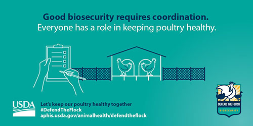 Facebook and Twitter graphic showing chickens with the text good biosecurity requires coordination. Everyone has a role in keeping poultry healthy.