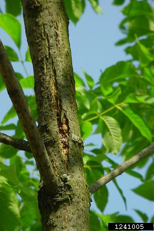 bark splitting (photo by Michigan Department of Agriculture)