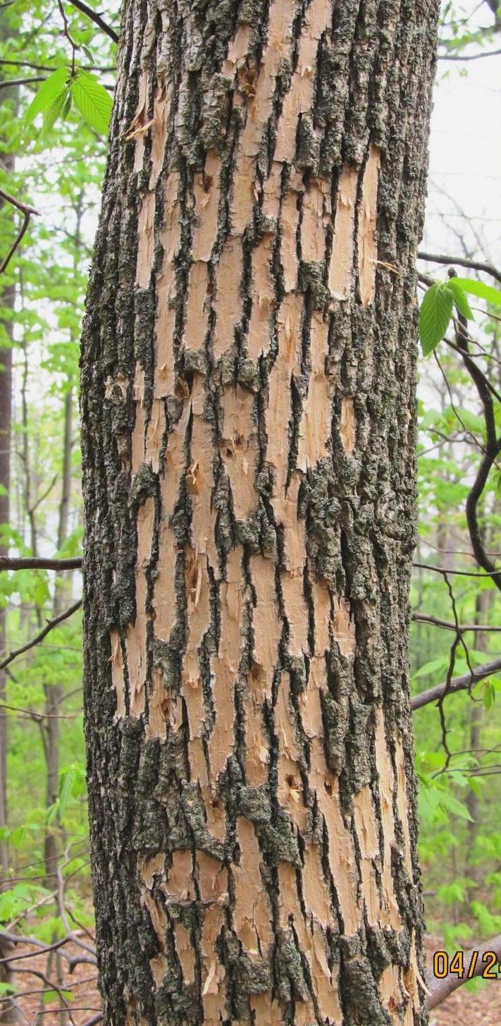 woodpecker activity (phot by Kenneth R. Law, USDA)