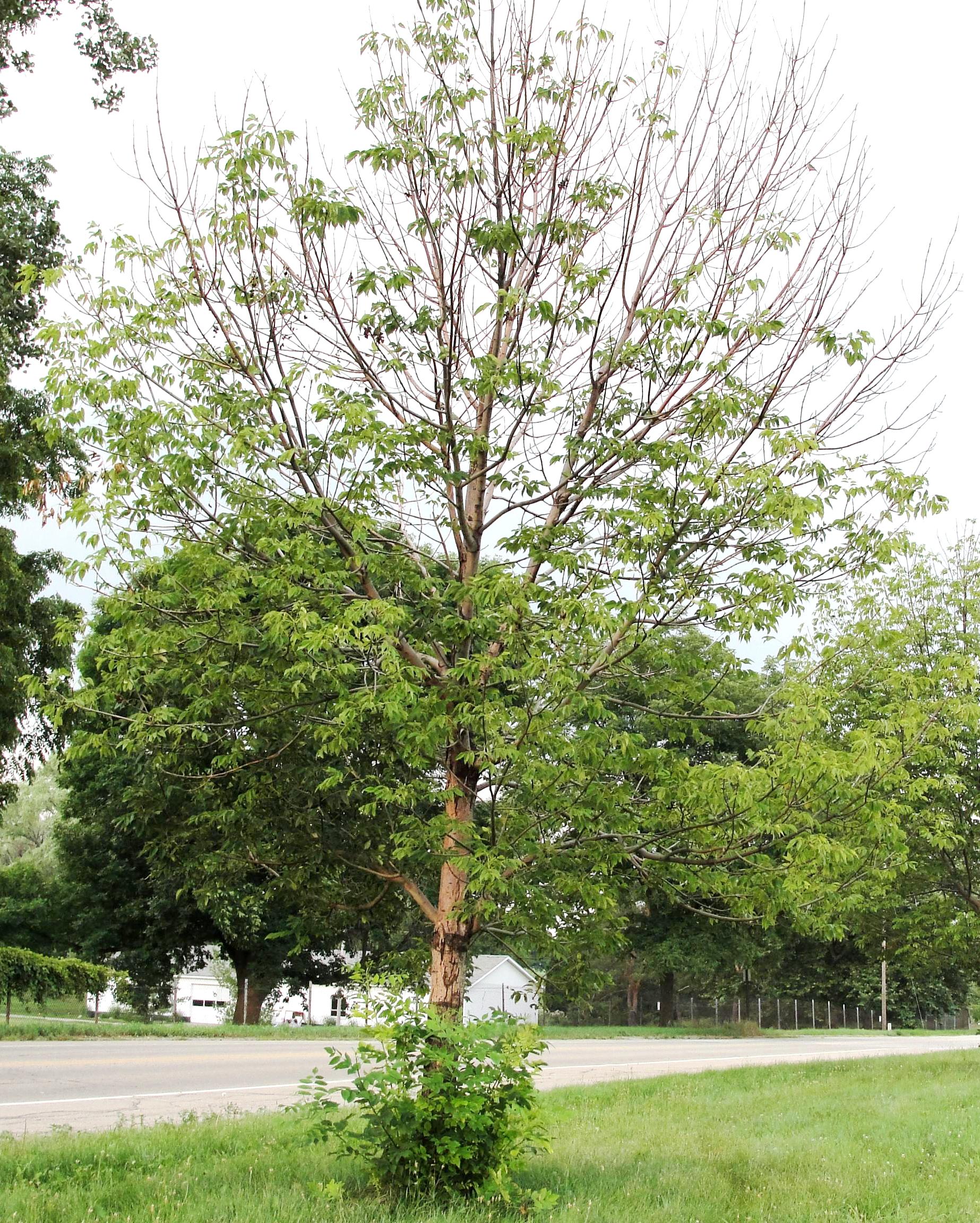 epicormic branching (photo by Leah Bauer, USDA Forest Service)