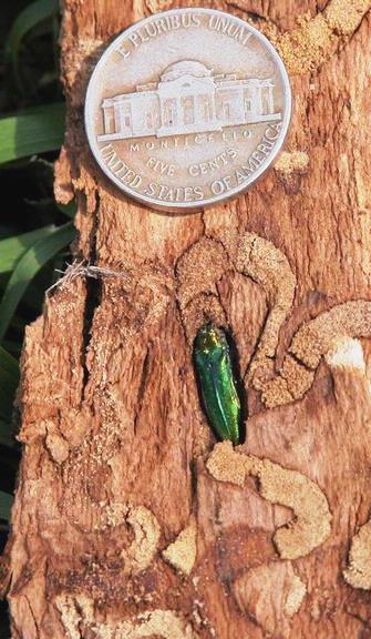 EAB tunneling (photo by Eric R. Day, Virginia Polytechnic Institute)