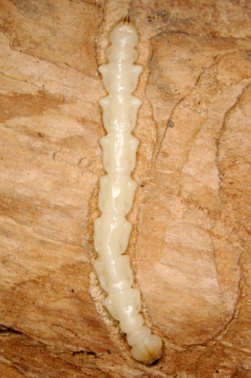emerald ash borer larva