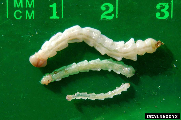 emerald ash borer larvae with ruler