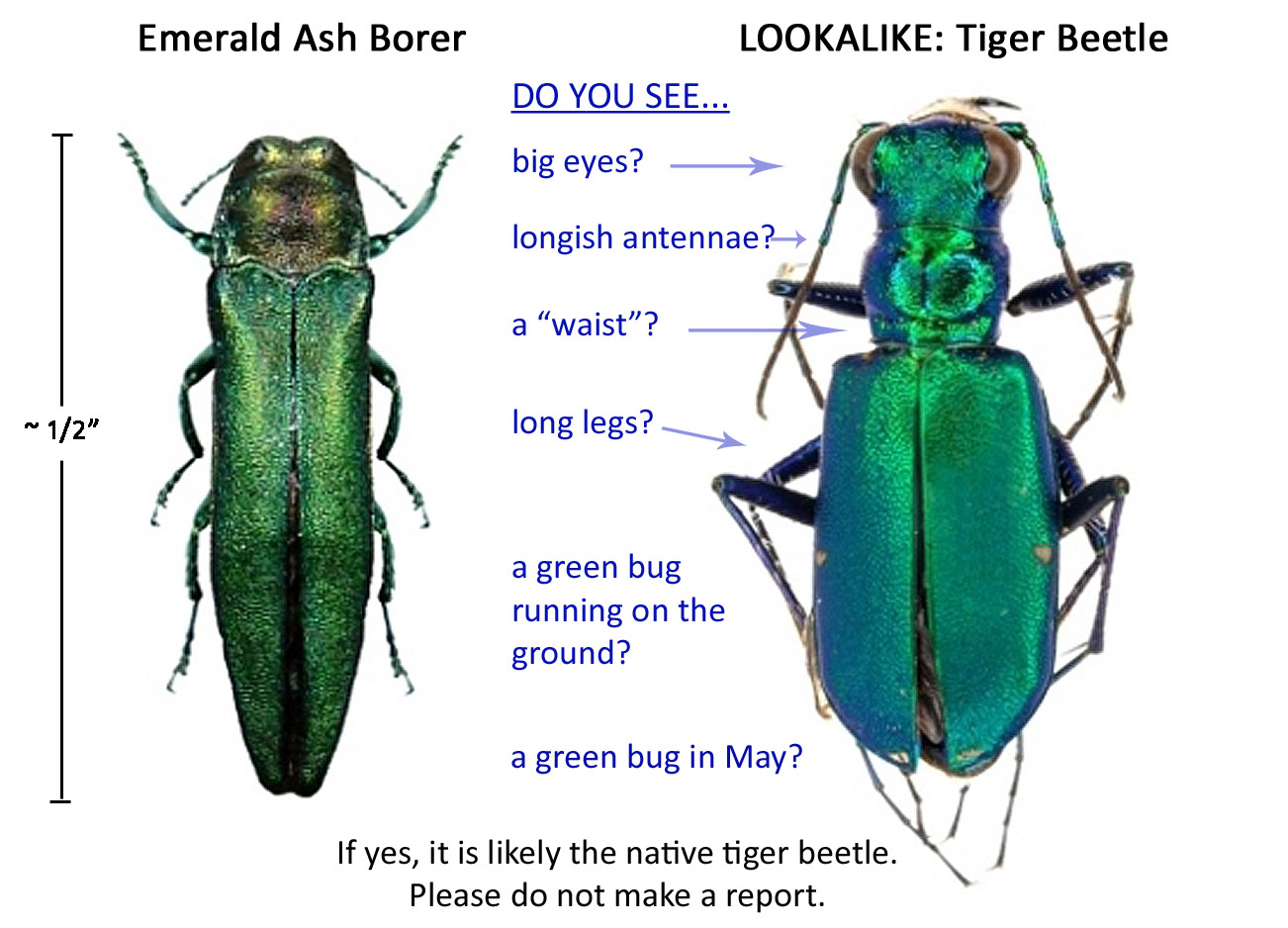adult emerald ash borer described