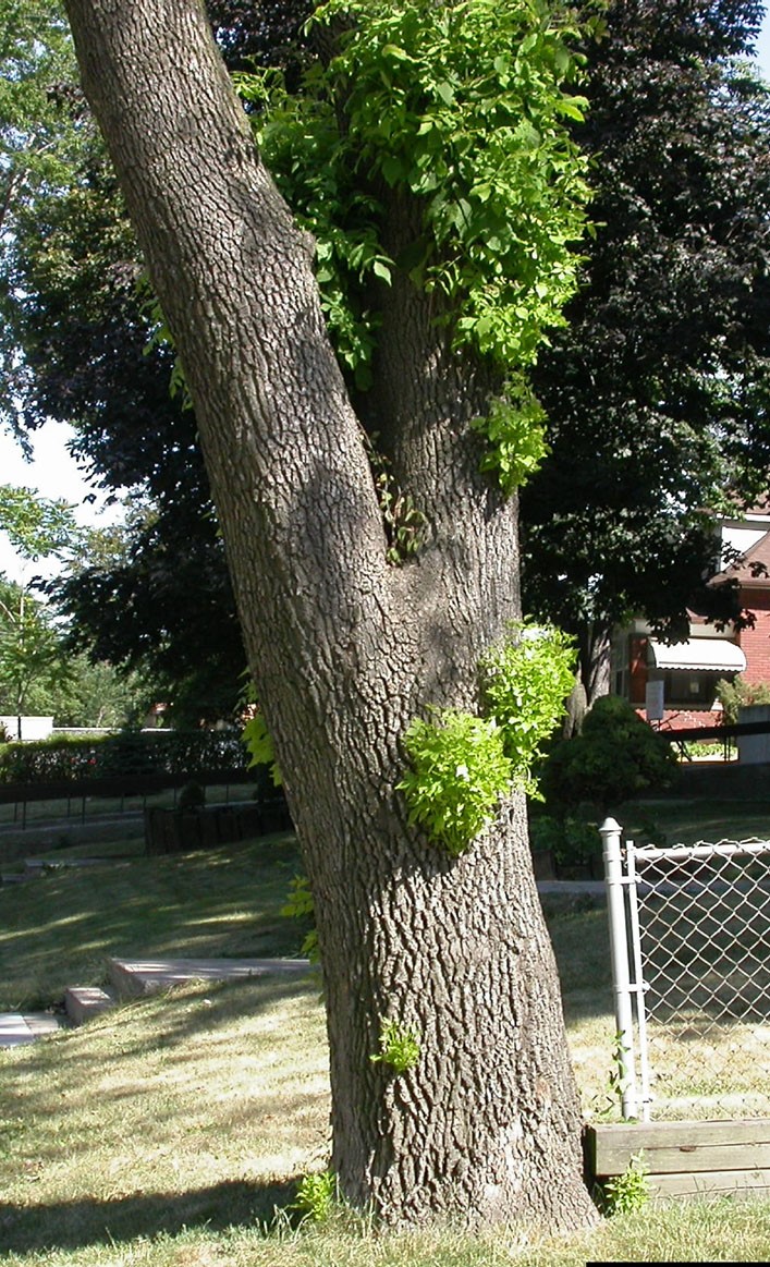 epicormic branching (photo by Edward Czerwinski, Ontario Ministry of Natural Resources)