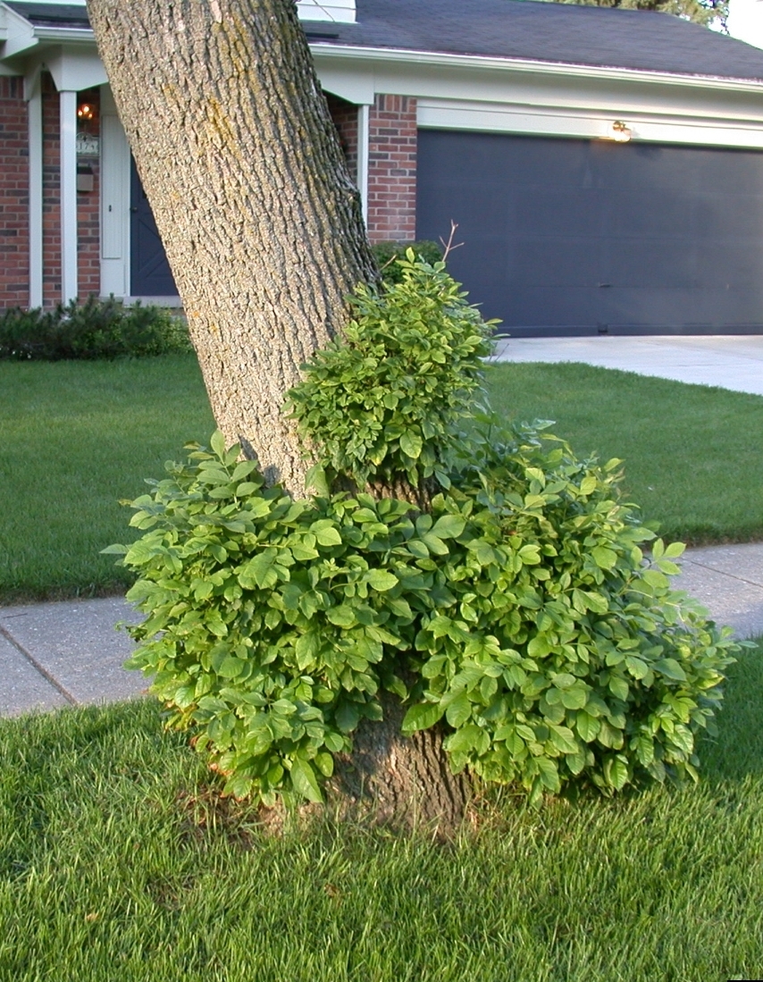 epicormic branching (photo by Pennsylvania Department of Conservation and Natural Resources - Forestry)