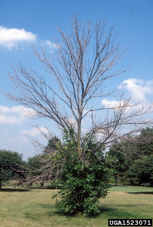 epicormic branching (photo by Daniel Herms, The Ohio State University)