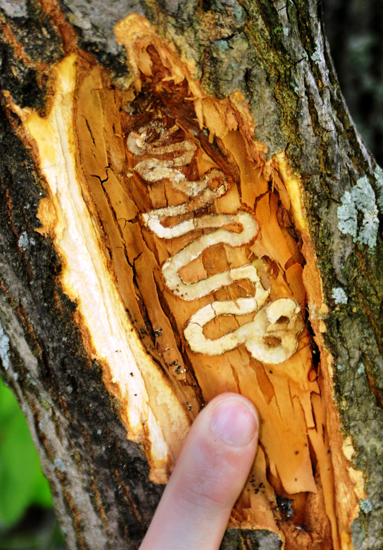 EAB larval tunneling (photo by John Obermeyer, Purdue University)