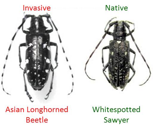 Asian longhorned beetle (left) beside native whitespotted sawyer. Photo PA DCNR