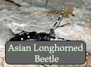 Adult Asian longhorned beetle.