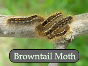 Late instar (older) browntail moth larvae. Photo, MFS.