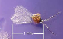 Male EHS caught in sticky trap Sept 10, 2009, Kennebunkport, ME. Photo: Maine Dept. of Agriculture