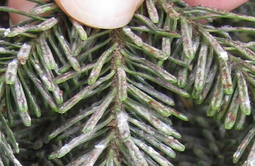 Elongate hemlock scale on Fraser fir (September 2011). Photo: MFS