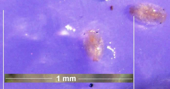  EHS crawlers caught in sticky trap Sept 10, 2009, Kennebunkport, ME.  Photo: Maine Dept. of Agriculture