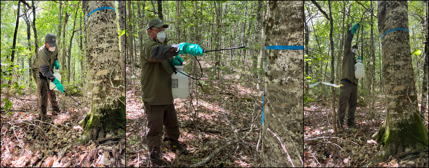Image: Basal bark drenching using  a potassium phosphite product to manage BLD symptoms.