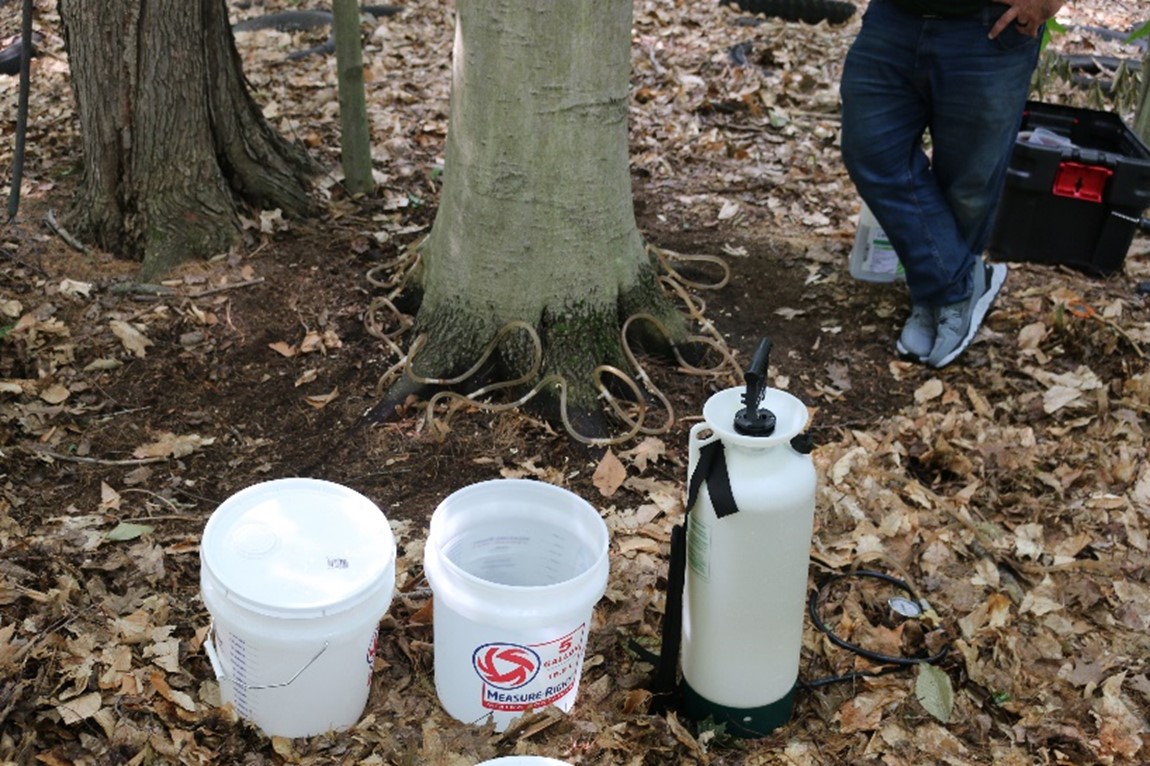 Image: Macroinjection of Thiabendazole to manage BLD symptoms.