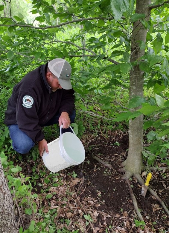 Image: Soil drenching using  PolyPhosphite 30 to manage BLD symptoms.
