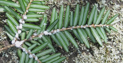 Developing hemlock woolly adelgid wool on the underside of hemlock (York, April). Photo: MFS
