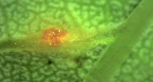 A close view of an early ash leaf rust lesion on the leaf vein.&nbsp;Lesions can occur on green stems, petioles, or leaves.&nbsp;