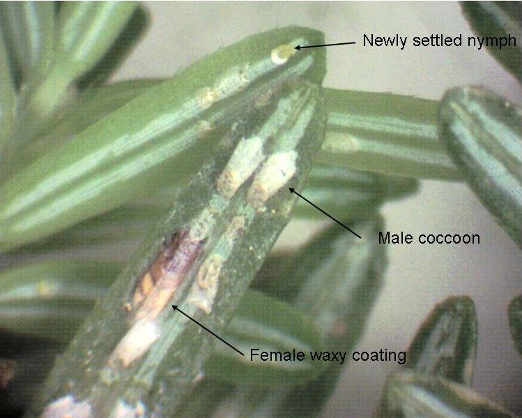 Elongate hemlock scale on hemlock. Photo: MFS