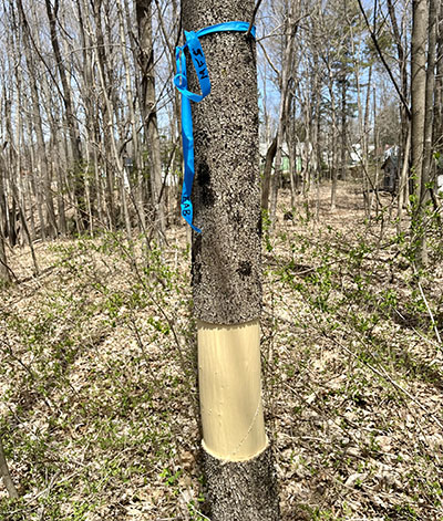 Example of properly girdled ash tree. A smaller ash tree with its bark completely removed for two to three feet up its stem.