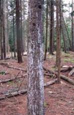 Infested spruce with copius resin flow. Photo: Canadian Forest Service