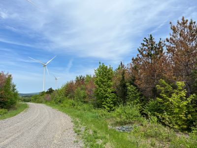 several pine trees with redd needles among leafy deciduous trees, with a wind turbine in the background