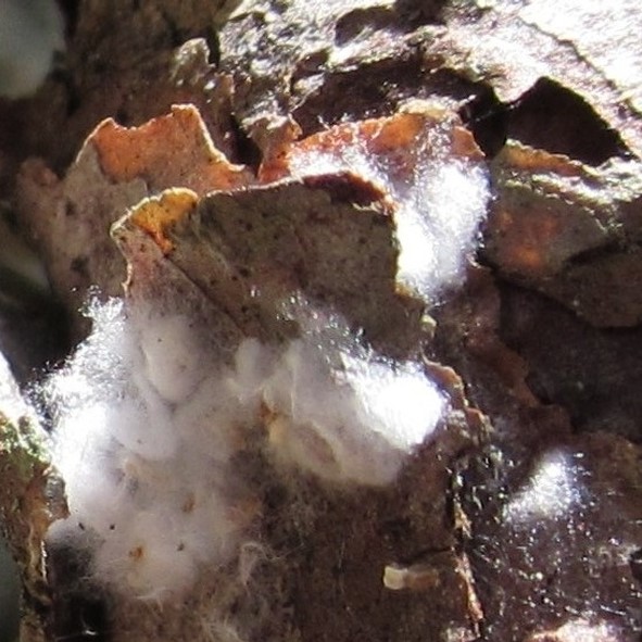 clusterings of white cotton tucked in the crevices of pine bark
