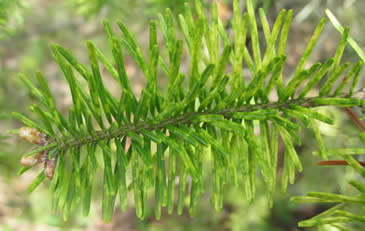 Needle discoloration caused by heavy elongate hemlock scale population on fir. Photo: Maine Forest Service