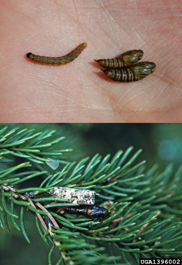 Image: (top) Larva and pupae; (bottom) Adult moths are variable in color but always have the black bar under the arrow. Image: Maine Forest Service; USDA Forest Service, Bugwood.org