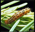 Spruce Budworm larva