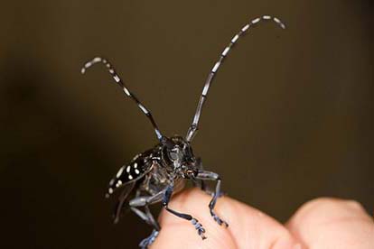 Asian Longhorned Beetle. Photo Credit: USDAgov