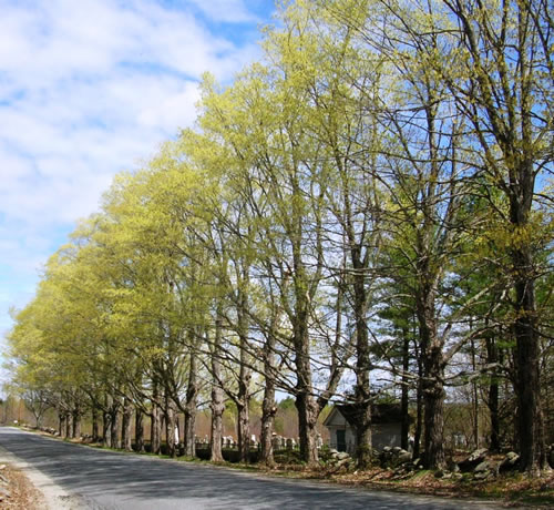 Springtime brings sugar maples into bloom on Richmond Hill Road in Wayne.<br />Photo credit Andy Shultz Springtime brings sugar maples into bloom on Richmond Hill Road in Wayne. Photo credit Andy Shultz