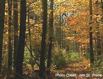 This picture shows a forest that has received a special silvicultural treatment. The growing space (light, air, soil nutrients, water, and physical space) once occupied by older, slower-growing, less vigorous trees has been reallocated to the tall hardwoods and white pine seedlings.