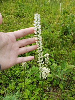 Photo: Single flowering stalk of Unicorn Root with human hand for scale