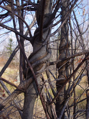 Asiatic bittersweet vines strangling a tree