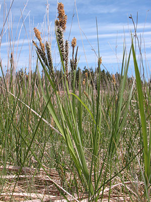 Photo: Carex vacillans Great Wass Island