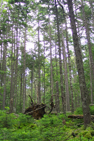Picture showing root tip up in Lower-elevation Spruce - Fir Forest community