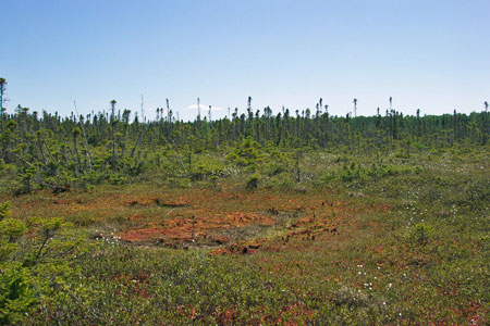 Photo: Eccentric Bog