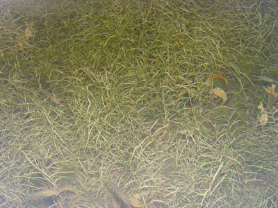 Photo: Potamogeton strictifolius