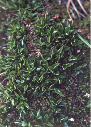 Photo: Salix uva-ursi