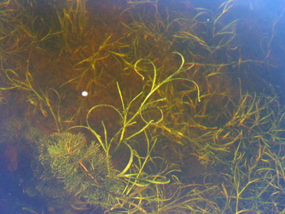 Photo: Zosterella dubia