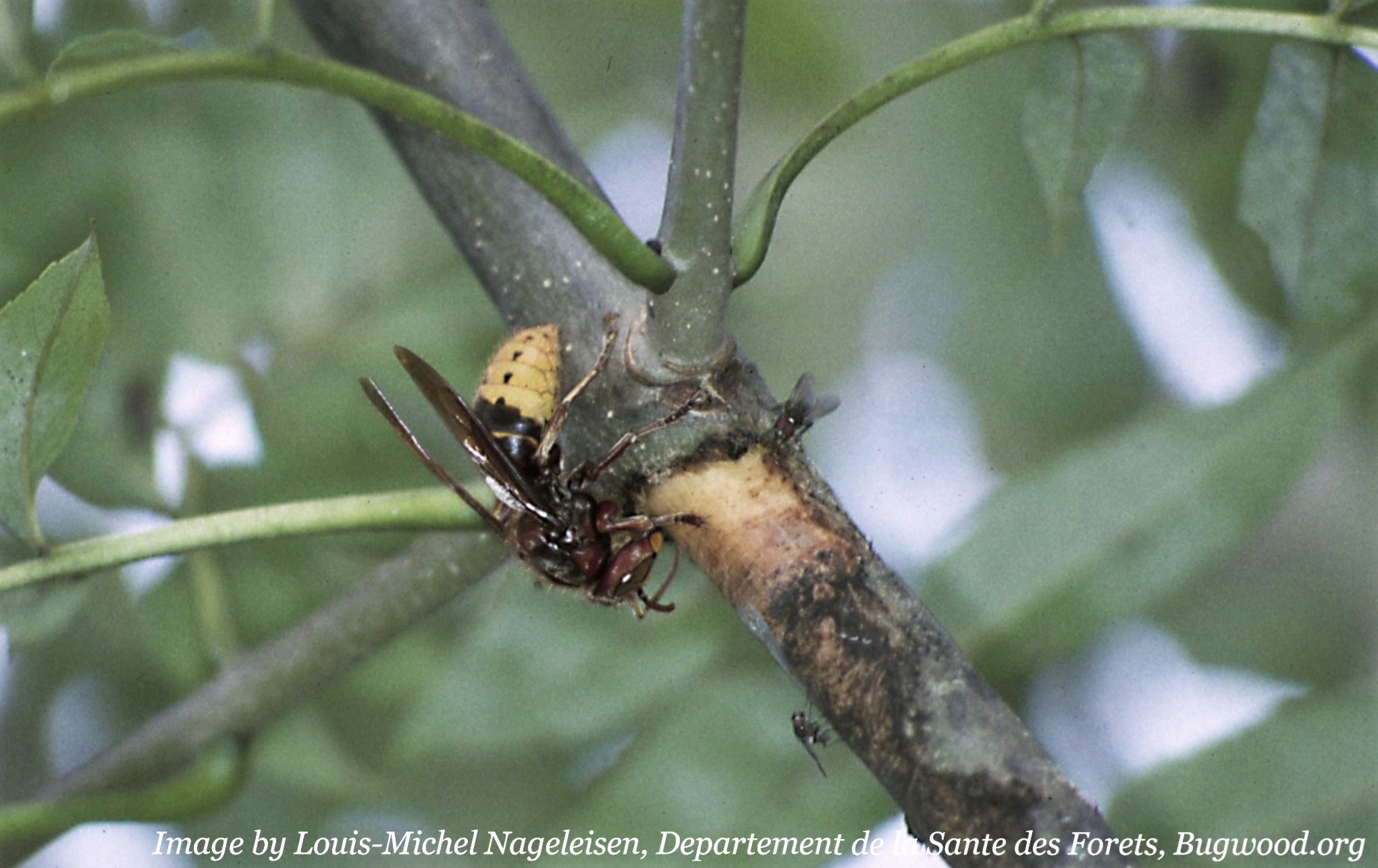 European hornet chewing bark