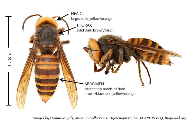 Northern giant hornet