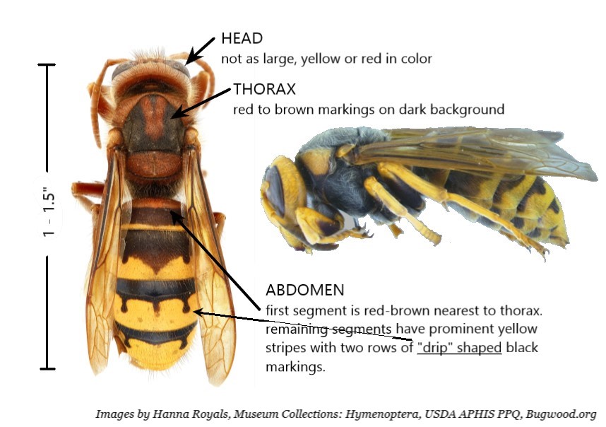 European hornet