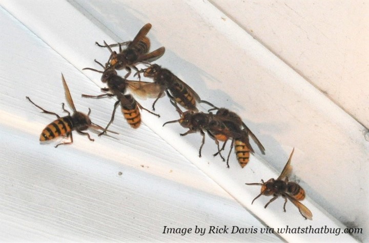 European hornets at lights